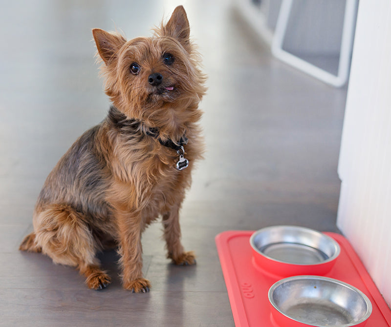 Celebrating National Dog Day